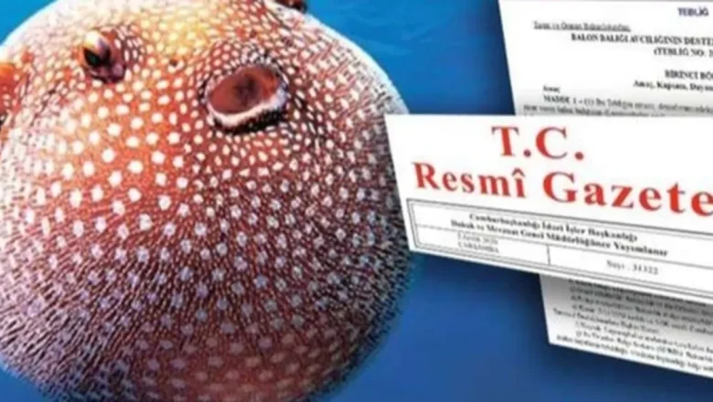 Balon Balığı avcılığı desteği artırıldı