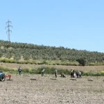 Bursa Nilüfer’den Konaklı’ya 800 zeytin fidanı