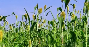 izmirde-ureticilere-sorgum-sudan-otu-tohumu-dagitildi-fyi1agOZ.webp