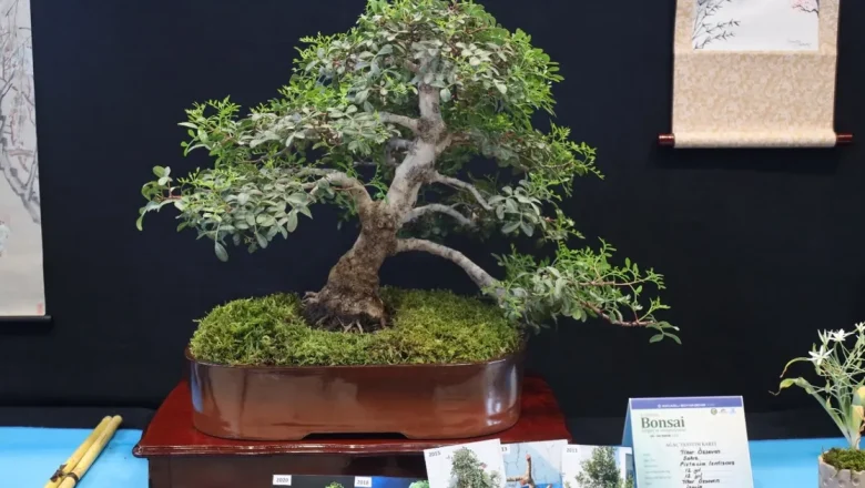 Kocaeli’de sanat tutkunları bonsai sanatı ile tanıştı