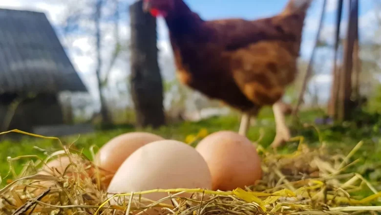 Mart’ta yumurta üretimi düştü!