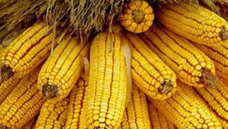 Mısır ithalatında yeni dönem… 1 milyon ton için Gümrük Vergisi sıfırlandı