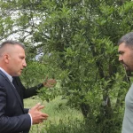 Muğla’da zirai donun yaraları sarıldı