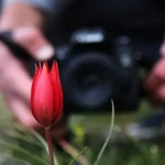 spil-dagina-manisa-lalesi-akini-53uA6vgy.webp