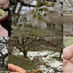 TBMM Zirai Don Araştırma Komisyonu üye seçimi ‘Resmi’leşti