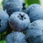 yaban-mersini-ureticileri-icin-bursada-tek-catida-uludag-blueberry-birligi-kuruldu-wR6EHUus.webp
