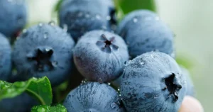 yaban-mersini-ureticileri-icin-bursada-tek-catida-uludag-blueberry-birligi-kuruldu-wR6EHUus.webp